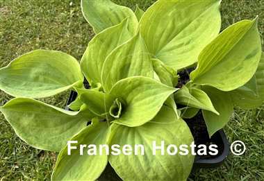 Hosta Green Point